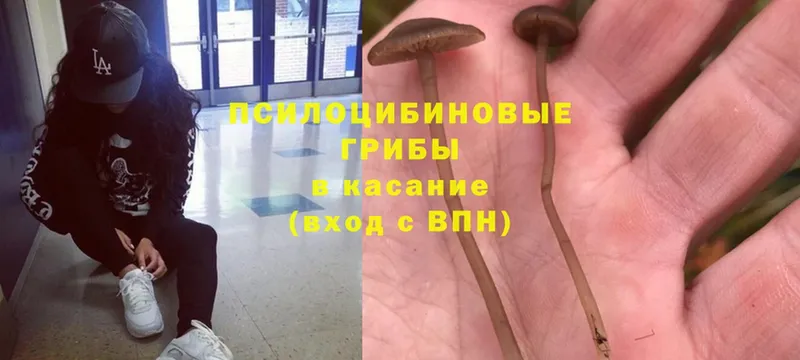 kraken вход  Жигулёвск  Галлюциногенные грибы Psilocybine cubensis 